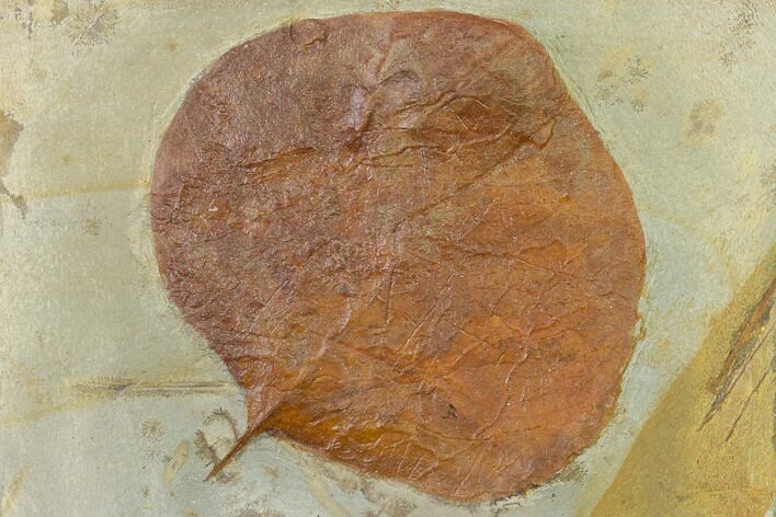 Fossil Leaf (Zizyphoides) - Montana #143769